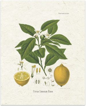 Lemon Lemon